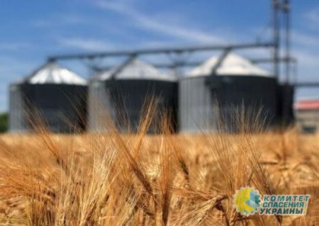 Египет отказался импортировать зерно из Украины