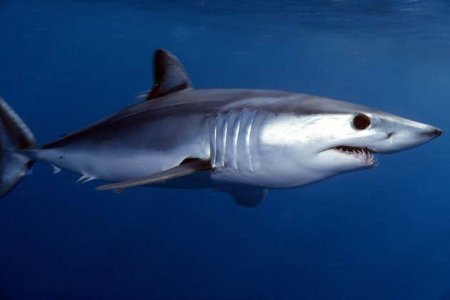 Самая быстрая акула в мире запрыгнула на палубу яхты