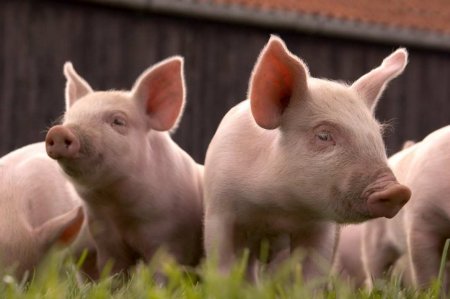 «Скормили свиньям»: выяснилось, куда отправили украинское зерно