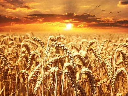 Россия продолжит доминировать на рынке зерна — Figaro