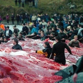 Стыд и позор Дании! 18+(Фото-видео)Фестиваль убийства дельфинов!