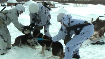 Морские пехотинцы Тихоокеанского флота учатся управлять собачьими упряжками