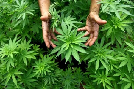 Власти Польши легализовали применение марихуаны в медицинских целях