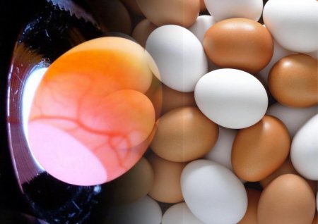В России нет качественных яиц – Пасхальные куличи могут быть опасны для здоровья