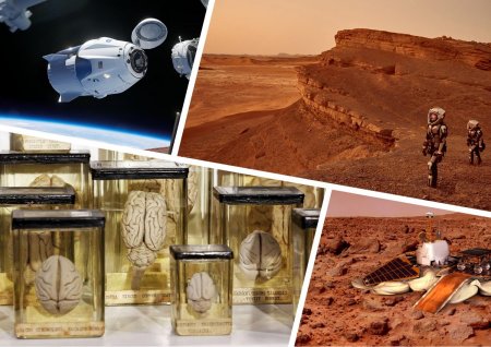 Учёные вырастили органы для пришельцев: Илон Маск отчаялся в попытках колонизировать Марс